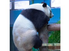 武汉动物园熊猫馆开馆时间（门票免费领取方法+使用时间）