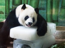 2019年武汉动物园熊猫馆开馆时间（熊猫进食时间+参观时间）